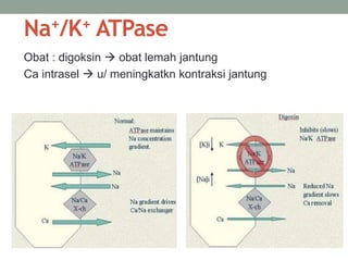 Na+/K+ ATPase 
Obat : digoksin  obat lemah jantung 
Ca intrasel  u/ meningkatkn kontraksi jantung 
 
