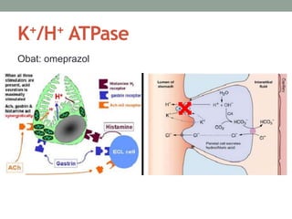 K+/H+ ATPase 
Obat: omeprazol 
 