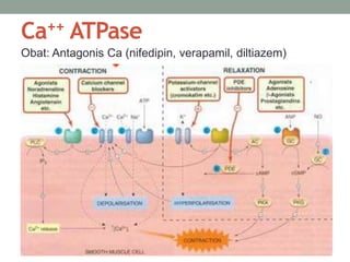 Ca++ ATPase 
Obat: Antagonis Ca (nifedipin, verapamil, diltiazem) 

