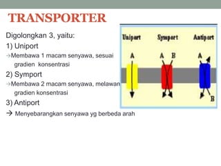TRANSPORTER 
Digolongkan 3, yaitu: 
1) Uniport 
Membawa 1 macam senyawa, sesuai 
gradien konsentrasi 
2) Symport 
Membawa 2 macam senyawa, melawan 
gradien konsentrasi 
3) Antiport 
 Menyebarangkan senyawa yg berbeda arah 
 
