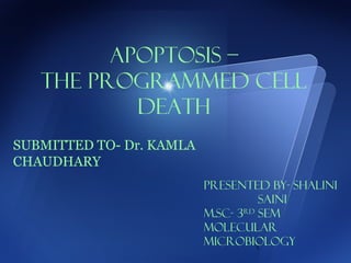 1
APOPTOSIS –
THE PROGRAMMED CELL
DEATH
SUBMITTED TO- Dr. KAMLA
CHAUDHARY
PRESENTED BY- SHALINI
SAINI
M.Sc- 3RD
SEM
MOLECULAR
MICROBIOLOGY
 