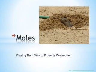 Digging Their Way to Property Destruction Moles http://hopperenvironmentalservices.com/ 
