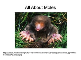 All About Moles

http://upload.wikimedia.org/wikipedia/commons/thumb/3/3e/ScalopusAquaticus.jpg/800pxScalopusAquaticus.jpg

 