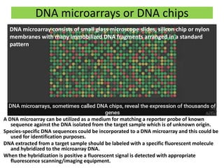 DNA microarrays or DNA chips
A DNA microarray can be utilized as a medium for matching a reporter probe of known
sequence against the DNA isolated from the target sample which is of unknown origin.
Species-specific DNA sequences could be incorporated to a DNA microarray and this could be
used for identification purposes.
DNA extracted from a target sample should be labeled with a specific fluorescent molecule
and hybridized to the microarray DNA.
When the hybridization is positive a fluorescent signal is detected with appropriate
fluorescence scanning/imaging equipment.
DNA microarray consists of small glass microscope slides, silicon chip or nylon
membranes with many immobilized DNA fragments arranged in a standard
pattern.
 
