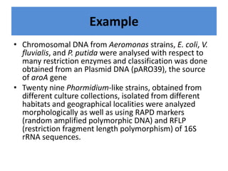 Example
• Chromosomal DNA from Aeromonas strains, E. coli, V.
fluvialis, and P. putida were analysed with respect to
many restriction enzymes and classification was done
obtained from an Plasmid DNA (pARO39), the source
of aroA gene
• Twenty nine Phormidium-like strains, obtained from
different culture collections, isolated from different
habitats and geographical localities were analyzed
morphologically as well as using RAPD markers
(random amplified polymorphic DNA) and RFLP
(restriction fragment length polymorphism) of 16S
rRNA sequences.
 