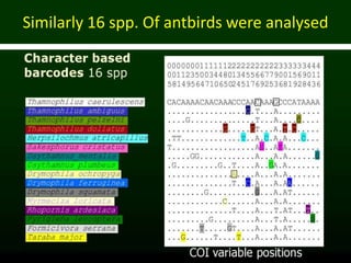 Similarly 16 spp. Of antbirds were analysed
 