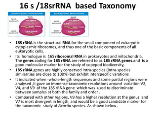 16 s /18srRNA based Taxonomy
• 18S rRNA is the structural RNA for the small component of eukaryotic
cytoplasmic ribosomes, and thus one of the basic components of all
eukaryotic cells.
• Its homologue is 16S ribosomal RNA in prokaryotes and mitochondria.
The genes coding for 18S rRNA are referred to as 18S rRNA genes.and is a
good molecular marker for the study of copepod biodiversity,
• 18S rRNA genes are highly conserved intra-species (intra-species
similarities are close to 100%) but exhibit interspecific varations
• It indicated when -whole-length sequences and some partial regions were
analysed ,it gave an immense taxonomic resolutions around variation V2,
V4, and V9 of the 18S rRNA gene which was used to discriminate
between samples at both the family and order .
• Compared with other regions, V9 has a higher resolution at the genus and
V7 is most divergent in length, and would be a good candidate marker for
the taxonomic study of Acartia species. As shown below .
 