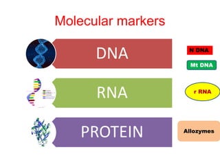 Molecular markers
DNA
RNA
PROTEIN
N DNA
Mt DNA
r RNA
Allozymes
 