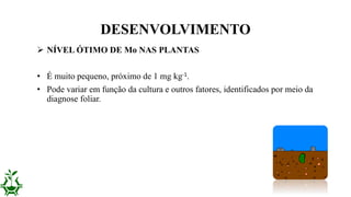  NÍVEL ÓTIMO DE Mo NAS PLANTAS
• É muito pequeno, próximo de 1 mg kg-1.
• Pode variar em função da cultura e outros fatores, identificados por meio da
diagnose foliar.
DESENVOLVIMENTO
 