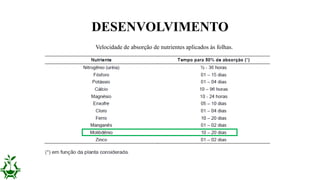DESENVOLVIMENTO
Velocidade de absorção de nutrientes aplicados às folhas.
 