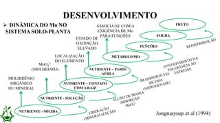 DESENVOLVIMENTO
NUTRIENTE - SÓLIDA
NUTRIENTE - SOLUÇÃO
NUTRIENTE – CONTATO
COM A RAIZ
NUTRIENTE – PARTE
AÉREA
METABOLISMO
FUÑÇÕES
FOLHA
FRUTO
MOLIBDÊNIO
ORGÂNICO
OU MINERAL
MoO4
2-
(MOLIBDATO)
LOCALIZAÇÃO
DO ELEMENTO
ESTADO DE
OXIDAÇÃO
ELEVADO
ASSOCIA-SE COM A
EXIGÊNCIA DE Mo
PARA FUNÇÕES
Jongruaysup et al (1994)
 DINÂMICA DO Mo NO
SISTEMA SOLO-PLANTA
 