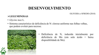 LEGUMINOSAS
• Glycine max L.
• Sintoma característico de deficiência de N: clorose uniforme nas folhas velhas,
que podem evoluir para necrose.
DESENVOLVIMENTO
• Deficiência de N, induzida inicialmente por
deficiência de Mo (em solo ácido = baixa
disponibilidade de Mo).
OLIVEIRA e SFREDO (2010)
Fonte: https://www.embrapa.com.br
 