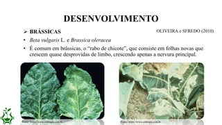  BRÁSSICAS
• Beta vulgaris L. e Brassica oleracea
• É comum em brássicas, o “rabo de chicote”, que consiste em folhas novas que
crescem quase desprovidas de limbo, crescendo apenas a nervura principal.
DESENVOLVIMENTO
Fonte: https://www.embrapa.com.br Fonte: https://www.embrapa.com.br
OLIVEIRA e SFREDO (2010)
 