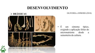 DESENVOLVIMENTO
• É um sintoma típico,
exigindo a aplicação foliar do
micronutriente desde a
sementeira da cultura.
 BRÁSSICAS
Fonte: https://www.embrapa.com.br
OLIVEIRA e SFREDO (2010)
 