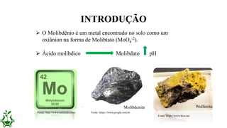 INTRODUÇÃO
 O Molibdênio é um metal encontrado no solo como um
oxiânion na forma de Molibtato (MoO4
-2).
 Ácido molíbdico Molibdato pH
Fonte: https://www.google.com.br
Fonte: https://www.litos.net
Molibdenita Wulfenita
Fonte: http://www.nutriceler.com
 