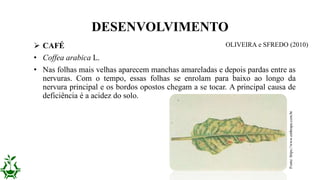  CAFÉ
• Coffea arabica L.
• Nas folhas mais velhas aparecem manchas amareladas e depois pardas entre as
nervuras. Com o tempo, essas folhas se enrolam para baixo ao longo da
nervura principal e os bordos opostos chegam a se tocar. A principal causa de
deficiência é a acidez do solo.
DESENVOLVIMENTO
Fonte:https://www.embrapa.com.br
OLIVEIRA e SFREDO (2010)
 
