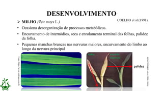  MILHO (Zea mays L.)
• Ocasiona desorganização de processos metabólicos.
• Encurtamento de internódios, seca e enrolamento terminal das folhas, palidez
da folha.
• Pequenas manchas brancas nas nervuras maiores, encurvamento do limbo ao
longo da nervura principal
DESENVOLVIMENTO
COELHO et al (1991)
Fonte:https://www.embrapa.com.br
Fonte:https://www.embrapa.com.br
 