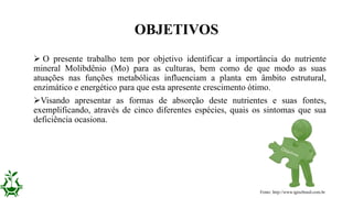 OBJETIVOS
 O presente trabalho tem por objetivo identificar a importância do nutriente
mineral Molibdênio (Mo) para as culturas, bem como de que modo as suas
atuações nas funções metabólicas influenciam a planta em âmbito estrutural,
enzimático e energético para que esta apresente crescimento ótimo.
Visando apresentar as formas de absorção deste nutrientes e suas fontes,
exemplificando, através de cinco diferentes espécies, quais os sintomas que sua
deficiência ocasiona.
Fonte: http://www.igtecbrasil.com.br
 
