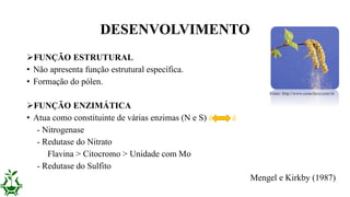 FUNÇÃO ESTRUTURAL
• Não apresenta função estrutural específica.
• Formação do pólen.
FUNÇÃO ENZIMÁTICA
• Atua como constituinte de várias enzimas (N e S) é é
- Nitrogenase
- Redutase do Nitrato
Flavina > Citocromo > Unidade com Mo
- Redutase do Sulfito
DESENVOLVIMENTO
Fonte: http://www.comofazer.com.br
Mengel e Kirkby (1987)
 