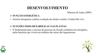  FUNÇÃO ENERGÉTICA
• Enzima nitrogenase catalisa a redução do nitrato a nitrito. Contém Mo e Fe.
 FUNÇÕES FISIO-METABÓLICAS NAS PLANTAS
• É fundamental para o sucesso do processo de fixação simbiótica do nitrogênio,
pelas bactérias que vivem nos nódulos das raízes das leguminosas.
DESENVOLVIMENTO
Marenco & Lopes (2005)
 