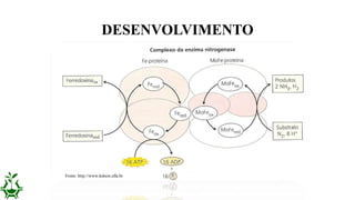 DESENVOLVIMENTO
Fonte: http://www.ledson.ufla.br
 