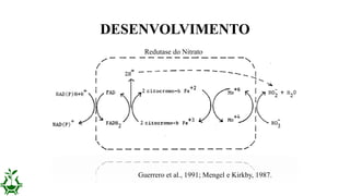 DESENVOLVIMENTO
Guerrero et al., 1991; Mengel e Kirkby, 1987.
Redutase do Nitrato
 