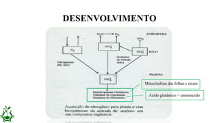 DESENVOLVIMENTO
Mitocôndrias das folhas e raízes
Ácido glutâmico > aminoácido
 