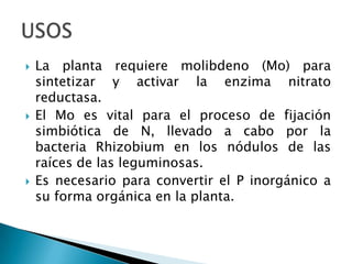    La planta requiere molibdeno (Mo) para
    sintetizar y activar la enzima nitrato
    reductasa.
   El Mo es vital pa...