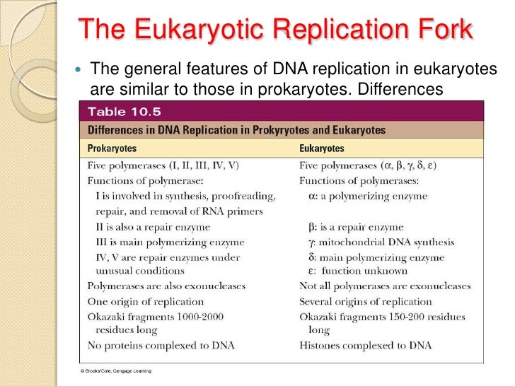 dna tranlession polymerase in prokaryotic cells Database of free chemistry essays dna tranlession polymerase in prokaryotic cells dna tranlession polymerase in prokaryotic cells: history,. dna tranlession polymerase in prokaryotic cells Database of free chemistry essays dna tranlession polymerase in prokaryotic cells dna tranlession polymerase in prokaryotic cells: history,.