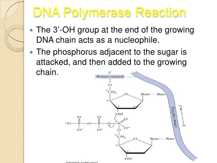 dna tranlession polymerase in prokaryotic cells Database of free chemistry essays dna tranlession polymerase in prokaryotic cells dna tranlession polymerase in prokaryotic cells: history,. dna tranlession polymerase in prokaryotic cells Database of free chemistry essays dna tranlession polymerase in prokaryotic cells dna tranlession polymerase in prokaryotic cells: history,.
