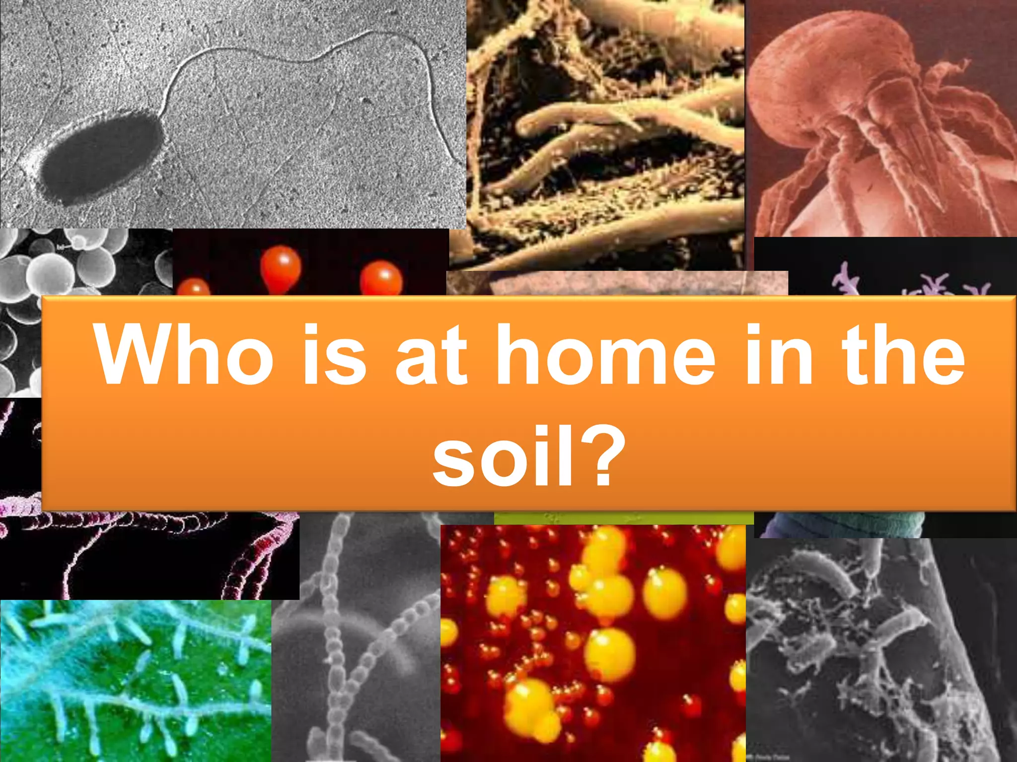 Who is at home in the
        soil?
 