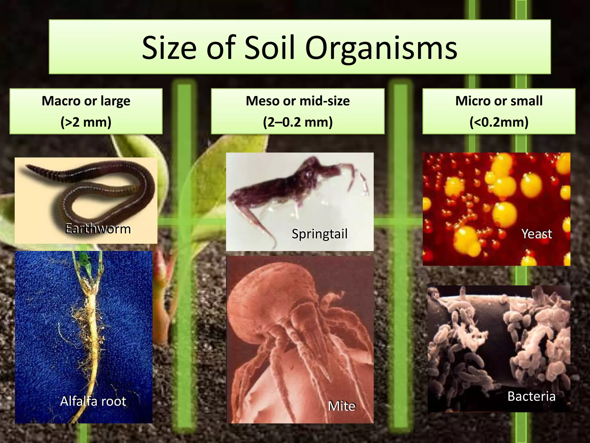 Size of Soil Organisms
Macro or large          Meso or mid-size    Micro or small
  (>2 mm)                 (2–0.2 mm)         (<0.2mm)




   Earthworm                   Springtail             Yeast




  Alfalfa root                                      Bacteria
                                     Mite
 