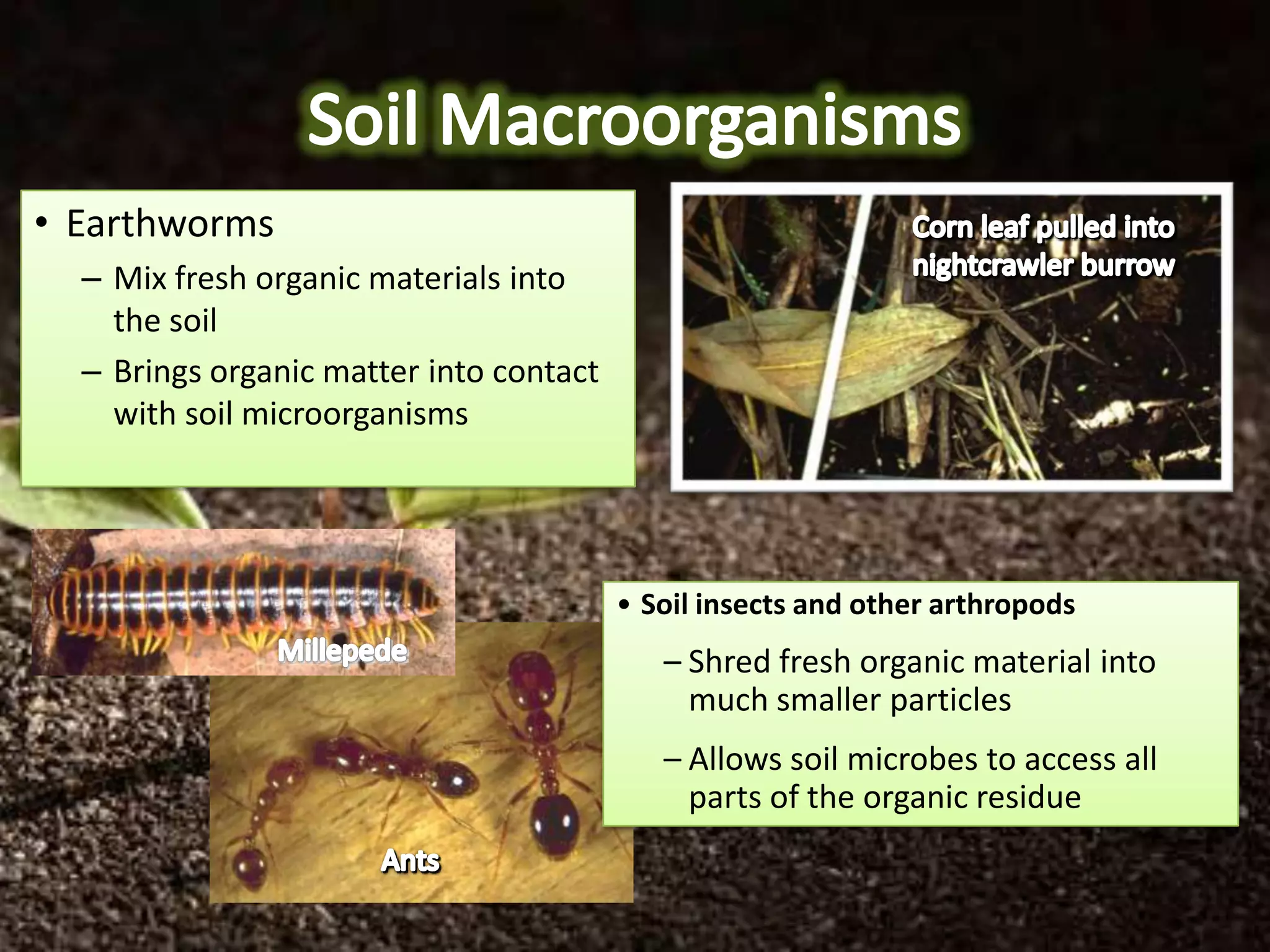 • Earthworms
  – Mix fresh organic materials into
    the soil
  – Brings organic matter into contact
    with soil microorganisms




                                         • Soil insects and other arthropods
                                            – Shred fresh organic material into
                                              much smaller particles
                                            – Allows soil microbes to access all
                                              parts of the organic residue
 