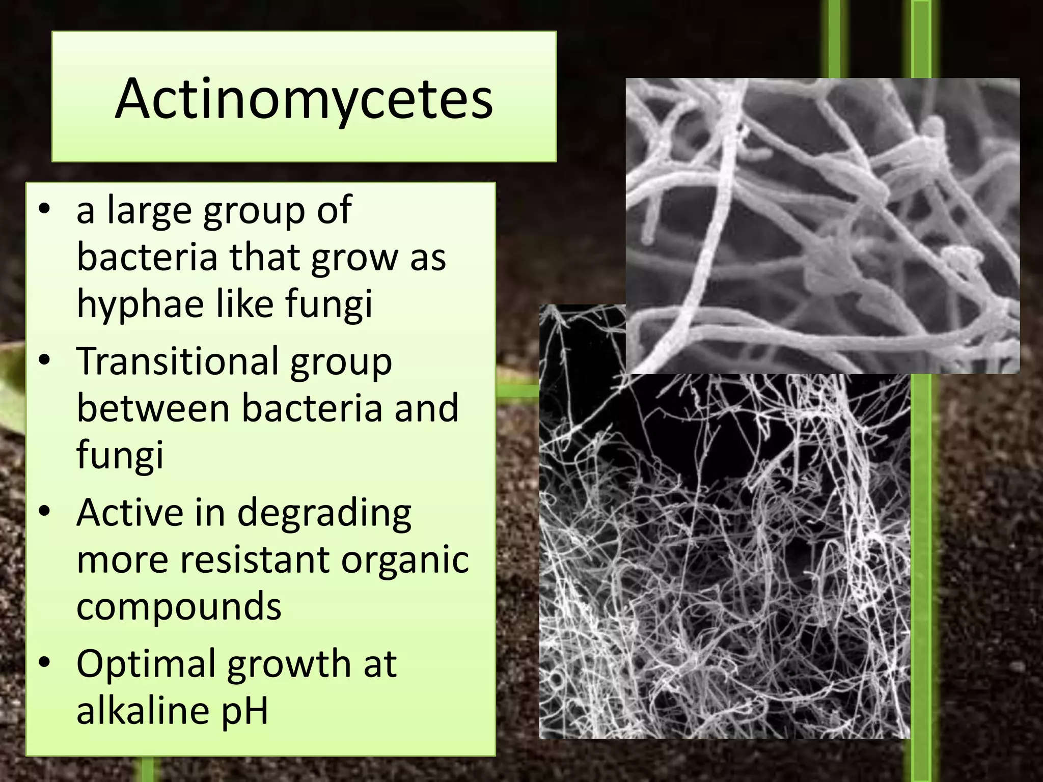 Actinomycetes
• a large group of
  bacteria that grow as
  hyphae like fungi
• Transitional group
  between bacteria and
  fungi
• Active in degrading
  more resistant organic
  compounds
• Optimal growth at
  alkaline pH
 