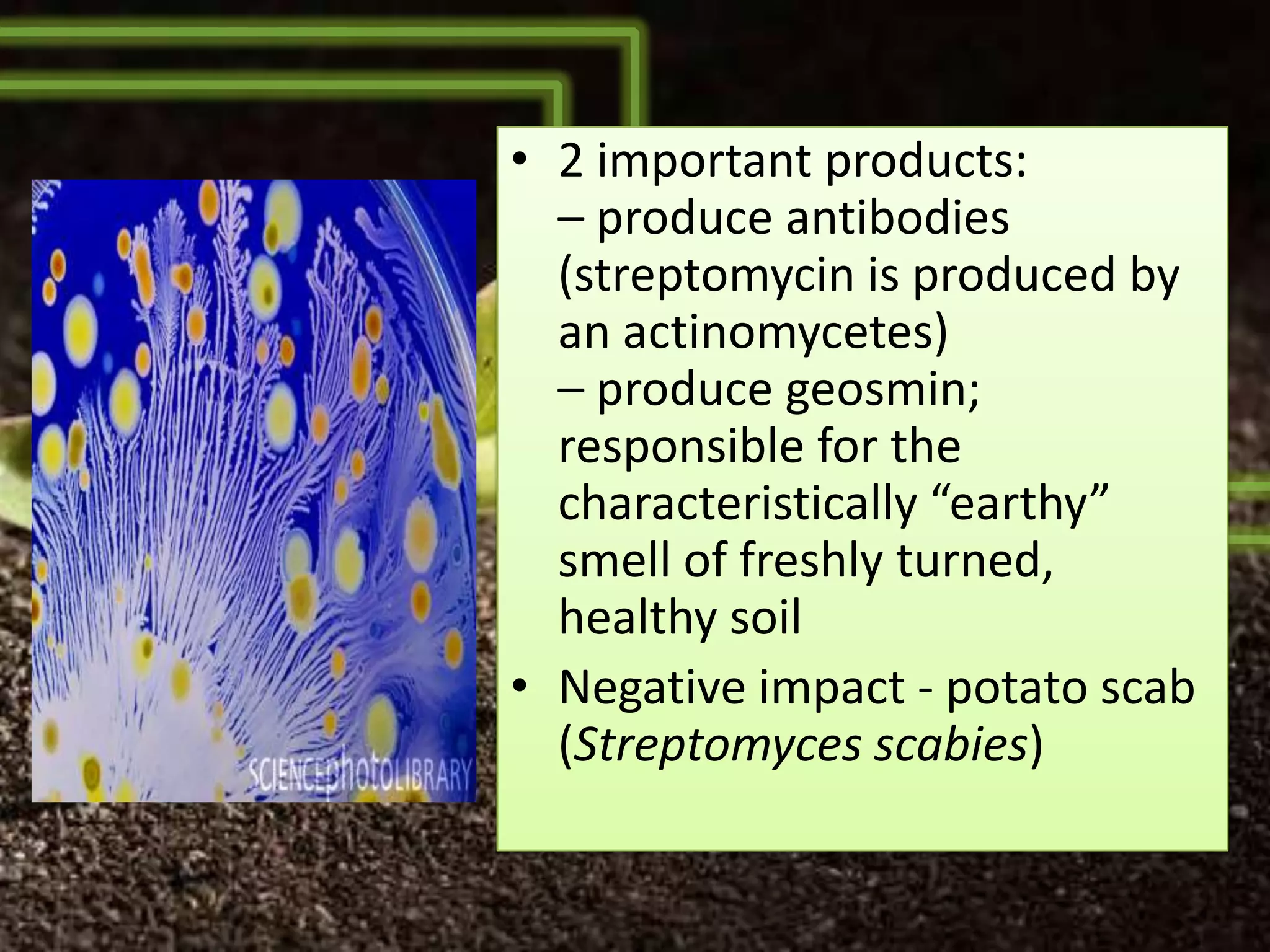 • 2 important products:
  – produce antibodies
  (streptomycin is produced by
  an actinomycetes)
  – produce geosmin;
  responsible for the
  characteristically “earthy”
  smell of freshly turned,
  healthy soil
• Negative impact - potato scab
  (Streptomyces scabies)
 