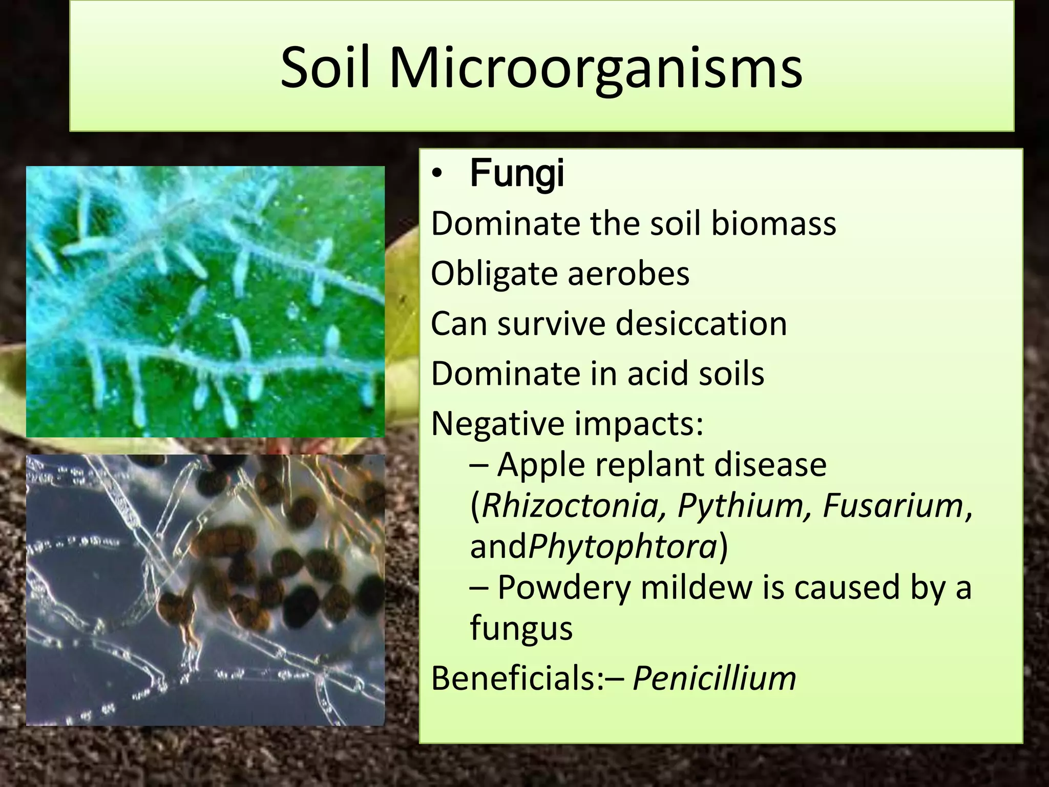 Soil Microorganisms
     • Fungi
     Dominate the soil biomass
     Obligate aerobes
     Can survive desiccation
     Dominate in acid soils
     Negative impacts:
       – Apple replant disease
       (Rhizoctonia, Pythium, Fusarium,
       andPhytophtora)
       – Powdery mildew is caused by a
       fungus
     Beneficials:– Penicillium
 