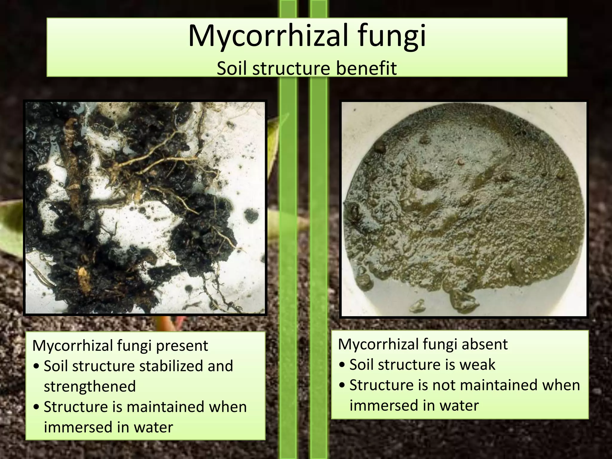 Mycorrhizal fungi
                          Soil structure benefit




Mycorrhizal fungi present               Mycorrhizal fungi absent
• Soil structure stabilized and         • Soil structure is weak
  strengthened                          • Structure is not maintained when
• Structure is maintained when            immersed in water
  immersed in water
 