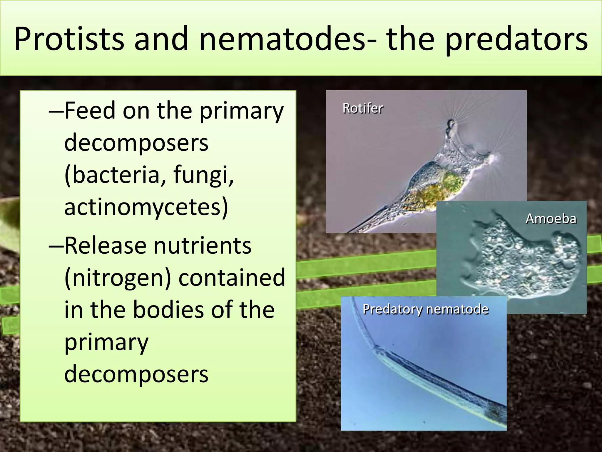 Protists and nematodes- the predators
  –Feed on the primary    Rotifer

   decomposers
   (bacteria, fungi,
   actinomycetes)                                 Amoeba

  –Release nutrients
   (nitrogen) contained
   in the bodies of the      Predatory nematode

   primary
   decomposers
 