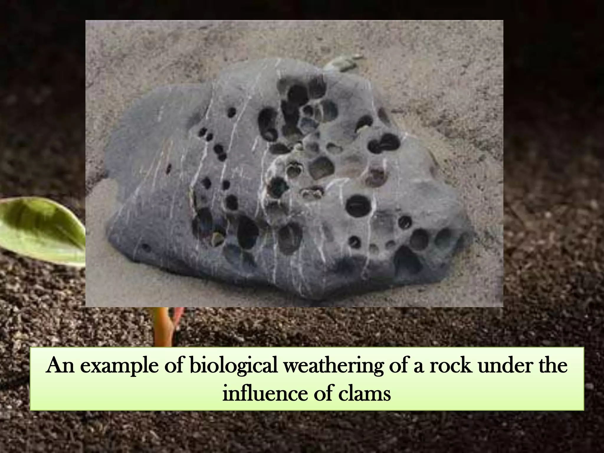An example of biological weathering of a rock under the
                  influence of clams
 