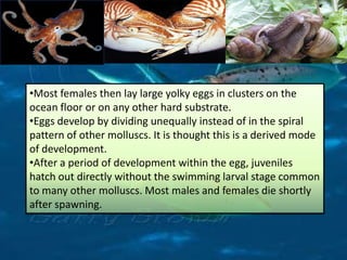 •Most females then lay large yolky eggs in clusters on the
ocean floor or on any other hard substrate.
•Eggs develop by dividing unequally instead of in the spiral
pattern of other molluscs. It is thought this is a derived mode
of development.
•After a period of development within the egg, juveniles
hatch out directly without the swimming larval stage common
to many other molluscs. Most males and females die shortly
after spawning.
 