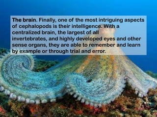 The brain. Finally, one of the most intriguing aspects
of cephalopods is their intelligence. With a
centralized brain, the largest of all
invertebrates, and highly developed eyes and other
sense organs, they are able to remember and learn
by example or through trial and error.
 