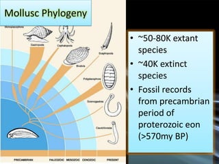 Mollusc Phylogeny

                    • ~50-80K extant
                      species
                    • ~40K extinct
                      species
                    • Fossil records
                      from precambrian
                      period of
                      proterozoic eon
                      (>570my BP)
 