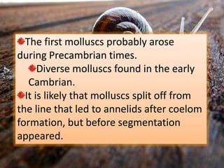 The first molluscs probably arose
during Precambrian times.
      Diverse molluscs found in the early
   Cambrian.
  It is likely that molluscs split off from
the line that led to annelids after coelom
formation, but before segmentation
appeared.
 
