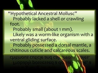 o“Hypothetical Ancestral Mollusc”
  oProbably lacked a shell or crawling
  foot.
  oProbably small (about 1 mm).
  oLikely was a worm-like organism with a
  ventral gliding surface.
  oProbably possessed a dorsal mantle, a
  chitinous cuticle and calcareous scales.
 