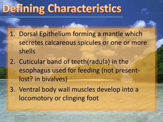1. Dorsal Epithelium forming a mantle which
   secretes calcareous spicules or one or more
   shells
2. Cuticular band of teeth(radula) in the
   esophagus used for feeding (not present-
   lost? in bivalves)
3. Ventral body wall muscles develop into a
   locomotory or clinging foot
 