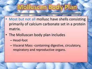 • Most but not all mollusc have shells consisting
  primarily of calcium carbonate set in a protein
  matrix.
• The Molluscan body plan includes
  – Head-foot
  – Visceral Mass -containing digestive, circulatory,
    respiratory and reproductive organs.
 