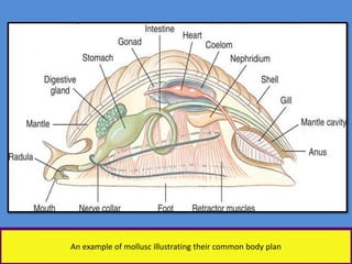 An example of mollusc illustrating their common body plan
 