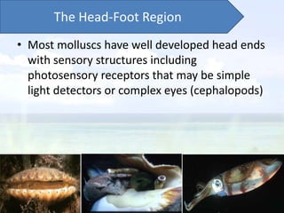 The Head-Foot Region
• Most molluscs have well developed head ends
  with sensory structures including
  photosensory receptors that may be simple
  light detectors or complex eyes (cephalopods)
 
