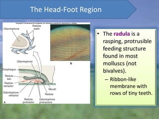 The Head-Foot Region

                  • The radula is a
                    rasping, protrusible
                    feeding structure
                    found in most
                    molluscs (not
                    bivalves).
                       – Ribbon-like
                         membrane with
                         rows of tiny teeth.
 