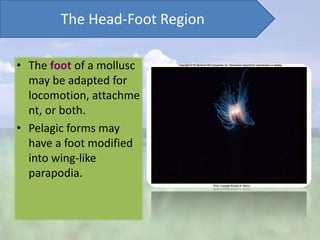 The Head-Foot Region

• The foot of a mollusc
  may be adapted for
  locomotion, attachme
  nt, or both.
• Pelagic forms may
  have a foot modified
  into wing-like
  parapodia.
 